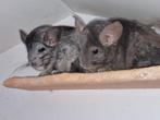 Chinchilla zusjes angoradrager, Animaux & Accessoires, Rongeurs, Juillet, Femelle, Chinchilla