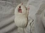 Gladhaar wit donkeroog cavia beertje, Cavia, Augustus, Mannelijk, Tam