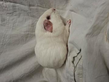 Gladhaar wit donkeroog cavia beertje beschikbaar voor biedingen