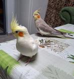 Calopsittes + cage, Plusieurs animaux, Perruche