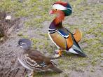 Siereenden, Dieren en Toebehoren, Meerdere dieren, Eend