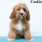 Chiot Cavapoo « Cookie » à vendre, Un chien, Étranger, Commerçant, Parvovirose