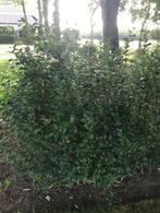liguster groen, Tuin en Terras, Planten | Struiken en Hagen, Ophalen, Liguster, Haag, 100 tot 250 cm
