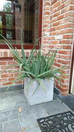 tropische plant in betonnen pot, Tuin en Terras, Ophalen, Vaste plant, Overige soorten