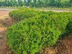 Buxus, Ophalen, Buxus, Haag