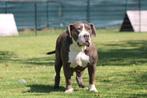 thuis gezocht voor  American Bully, Dieren en Toebehoren, Honden | Bulldogs, Pinschers en Molossers, België, Overige rassen, CDV (hondenziekte)