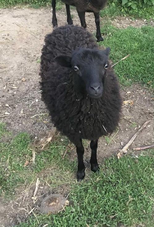 Ouessant ooi lammetjes, Dieren en Toebehoren, Schapen, Geiten en Varkens