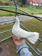 Duivenpauwen, Dieren en Toebehoren, Meerdere dieren, Overige soorten