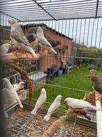 14 MANDARINS Mâles, Dieren en Toebehoren