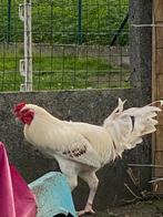 Hint shamo x vecher hen, Dieren en Toebehoren, Pluimvee, Mannelijk, Kip