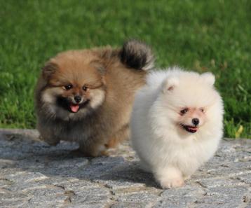 Pomeriaan pups 100% raszuiver beschikbaar voor biedingen