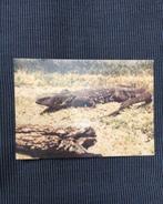 Postkaart Steppenvaraan, Collections, Cartes postales | Animaux, Reptile, Non affranchie, 1980 à nos jours, Enlèvement ou Envoi