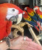 geelvleugel ara's, Dieren en Toebehoren, Vogels | Parkieten en Papegaaien, Meerdere dieren, Papegaai, Geringd