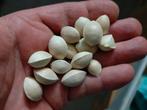 Ginkgo Biloba zaden 100x, Ophalen of Verzenden, Gehele jaar, Volle zon, Zaad