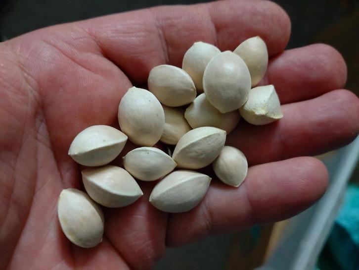 Ginkgo Biloba zaden 100x, Tuin en Terras, Bloembollen en Zaden, Zaad, Gehele jaar, Volle zon, Ophalen of Verzenden