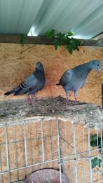jeunes pigeons voyageurs, Enlèvement ou Envoi