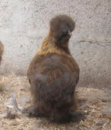jonge zijdehoen hennetjes, Femelle, Poule ou poulet
