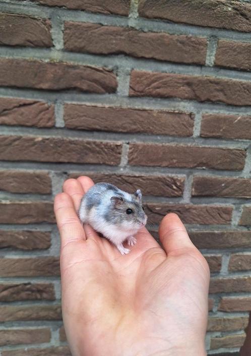 Jonge Russische dwerghamsters, tam, verschillende kleurtjes, Dieren en Toebehoren, Knaagdieren, Hamster, Juni, Tam