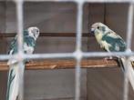 KweekKoppels en jongen koppels kakariki, Dieren en Toebehoren, Vogels | Parkieten en Papegaaien, Parkiet, Geringd