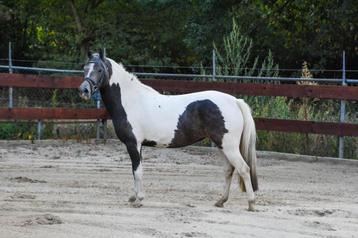 3,5 jarige Brave Bonte C-pony merrie New Forest beschikbaar voor biedingen