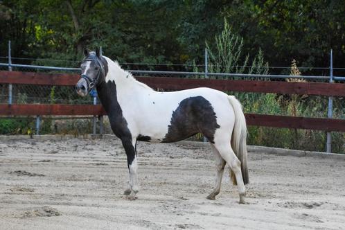 3,5 jarige Brave Bonte C-pony merrie New Forest, Dieren en Toebehoren, Pony's, Merrie, Onbeleerd, C pony (1.27m tot 1.37m), Springpony