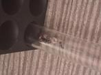 Camponotus cruentatus poppen gezocht!