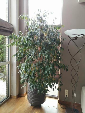 Ficus 1m60 beschikbaar voor biedingen