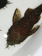 Ancistrus Rio Paraguay, Dieren en Toebehoren