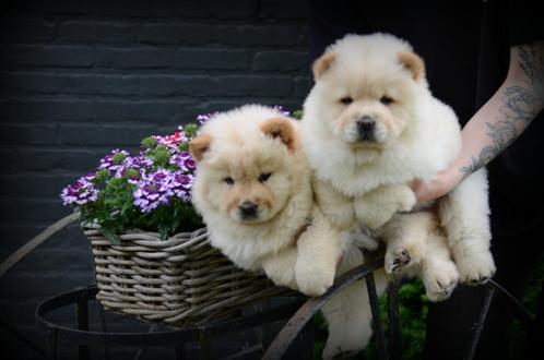 Chow Chow pups, Dieren en Toebehoren, Honden | Poolhonden, Keeshonden en Oertypen, Meerdere dieren, Overige rassen, Fokker | Professioneel