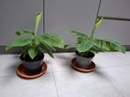 Bananenplanten voor binnenshuis, Ophalen
