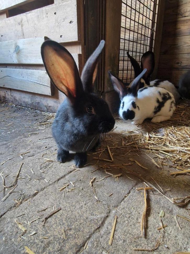 Vlinder x duitse reus konijnen, Dieren en Toebehoren, Konijnen, Mannelijk