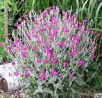 Lychnis coronaria - Prikneus, Ophalen, Vaste plant, Volle zon