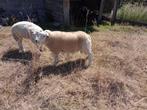 Jonge dekram en 3 jarige ooi, Mannelijk, Schaap