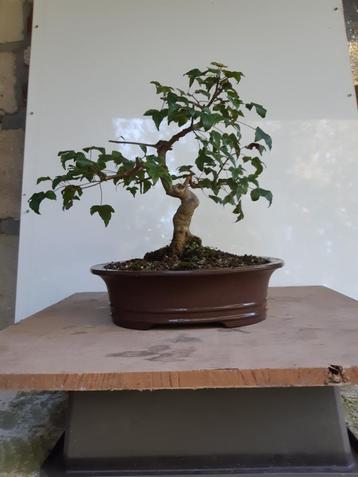 Bonsai Acer beschikbaar voor biedingen