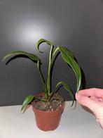 Monstera Burle Marx Flame, Plante verte, Enlèvement