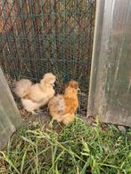 Zijdehoenders 2,5 maand oud, Dieren en Toebehoren, Juni