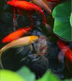 Vijvervissen te koop, Dieren en Toebehoren, Vissen | Vijvervissen, Goudvis(sen)