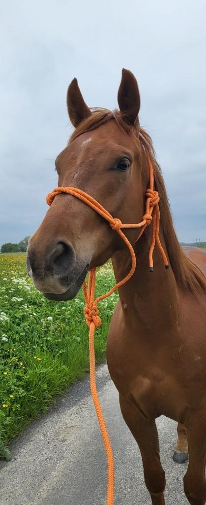 Quarter horse, Animaux & Accessoires, Chevaux, Hongre, L, Moins de 160 cm, 3 à 6 ans, Cheval de récréation, Avec puce électronique