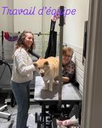 Toiletteur Toiletteuse pour Chien et chat, Offres d'emploi, Emplois | Emplois Autre, 33 - 40 heures, À partir de 1 an, Contrat à durée indéterminée