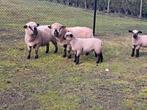 Hampshire down ooi lammeren, Animaux & Accessoires, Moutons, Chèvres & Cochons