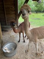 Alpaca, Dieren en Toebehoren, Schapen, Geiten en Varkens, Mannelijk