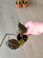 Philodendron micans scandens, Ophalen of Verzenden