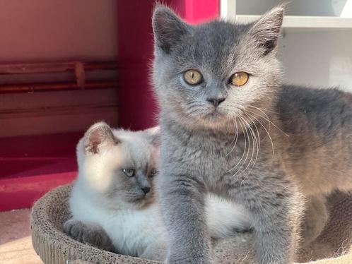 Britse korthaar  kittens met stamboom, Dieren en Toebehoren, Katten en Kittens | Raskatten | Korthaar, Meerdere dieren, 0 tot 2 jaar