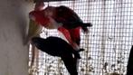 rosella's, Parkiet, Geringd