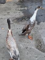 Loopeend, Dieren en Toebehoren, Pluimvee, Mannelijk, Eend