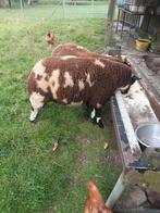 Bonte rammen dekbokken, Dieren en Toebehoren, Schapen, Geiten en Varkens