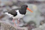 Gezocht scholekster vrouwtje, Dieren en Toebehoren, Meerdere dieren, Wildzangvogel, Geringd