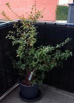 Osmanthus xburkwoodii + bloempot., Tuin en Terras, Ophalen, Overige soorten, Struik