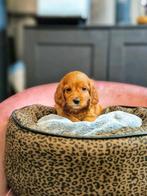 Chiots  Cockapoo  nés avec nous, Taille moyenne, Plusieurs, Hépatite contagieuse (maladie de Rubarth), Belgique