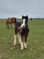 Irish Cob/Tinker hengstenveulen, Dieren en Toebehoren